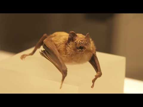 BLOODSUCKERS: Nature's Vampires at the Australian Museum