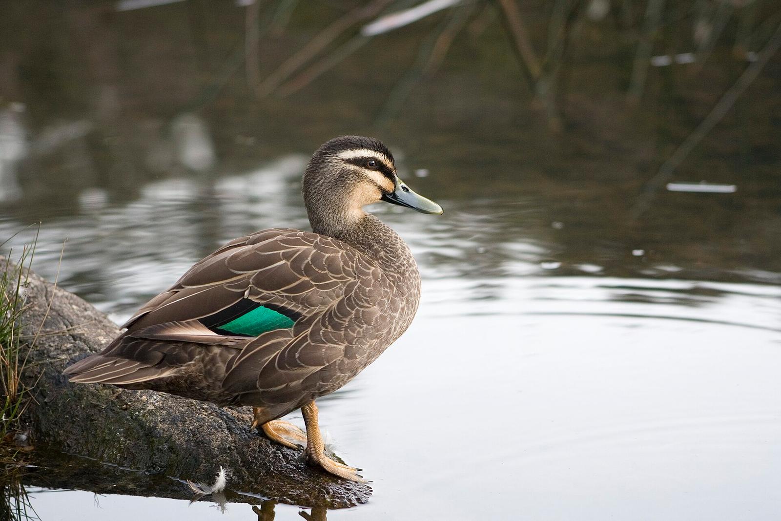 Duck at Royal National Park, Sydney