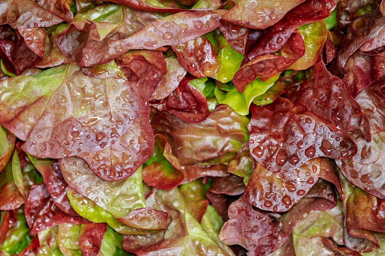 Sydney Residents Cut Food Costs 30% While Eating Healthier, Here's How
