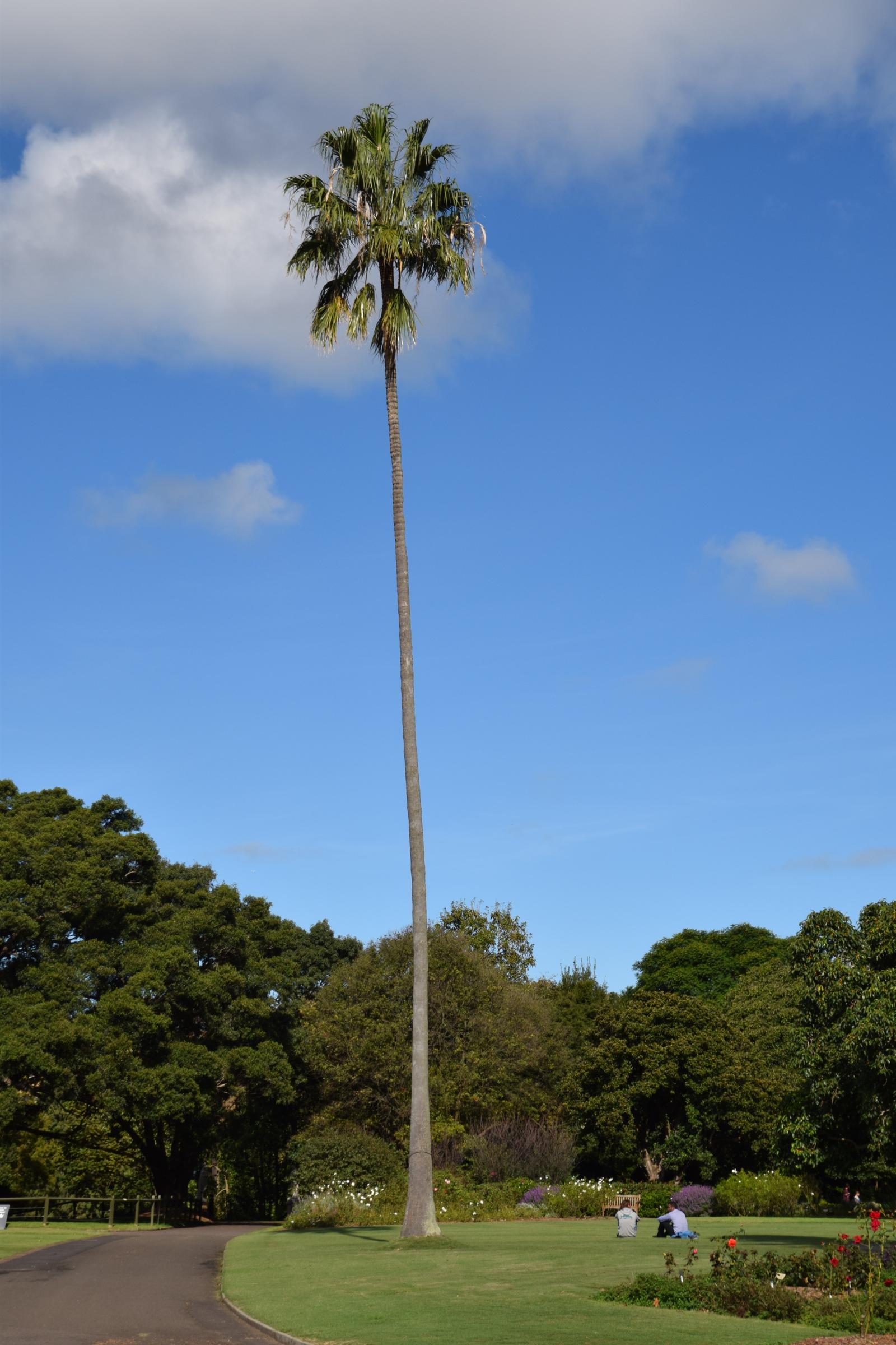 Royal Botanic Garden transforms Sydney Harbour into world-class green oasis