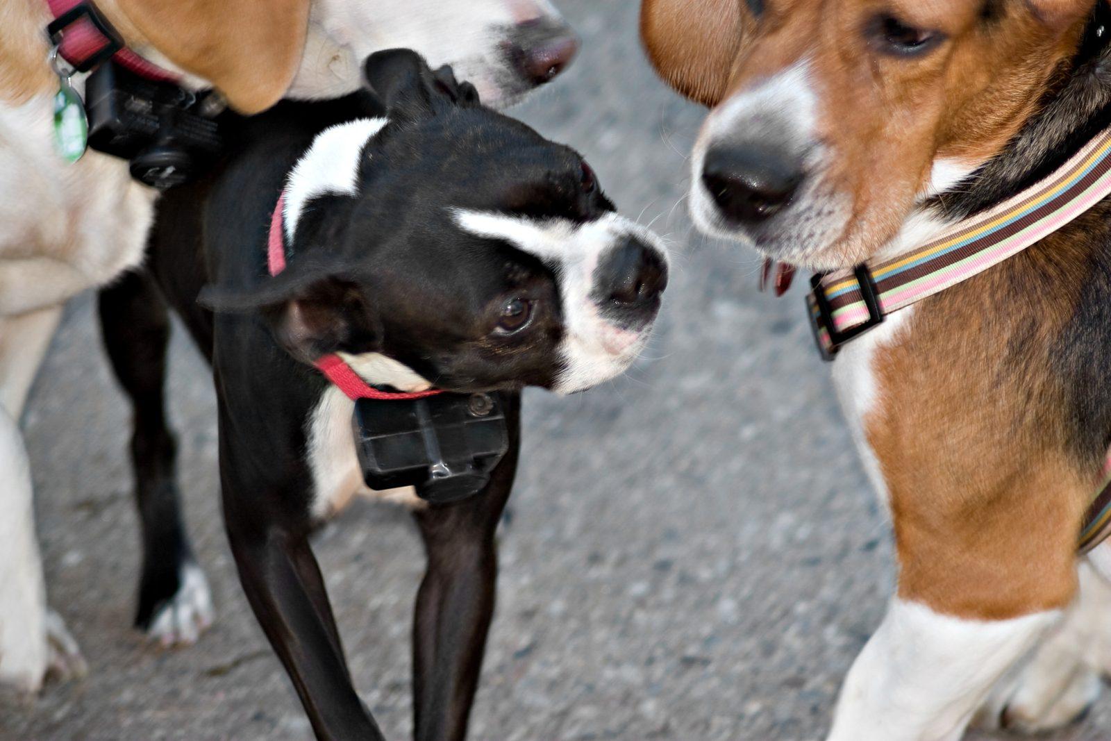 Dog Friendly Pubs Sydney: Local Guide