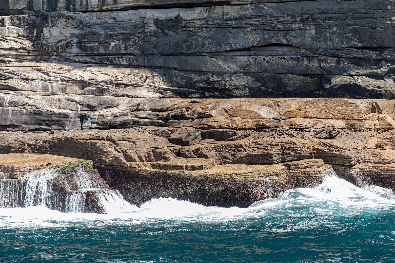 Sydney (AU), Coast, Australian Fur Seals 2019 3484